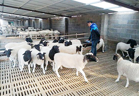 ������ϲ�